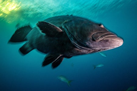 https://alphauniverseglobal.media.zestyio.com/Alpha-Universe-SeaLegacy-Behind-The-Shot-Groupers-4.jpg?height=300&fit=bounds