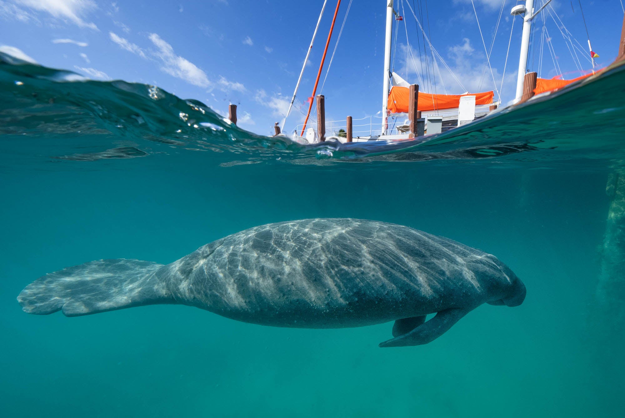 Alpha-Universe-SeaLegacy-Photo-by-Cristina-MittermeierCristinaMittermeier_Bahamas_2020-1158-Edit.jpg