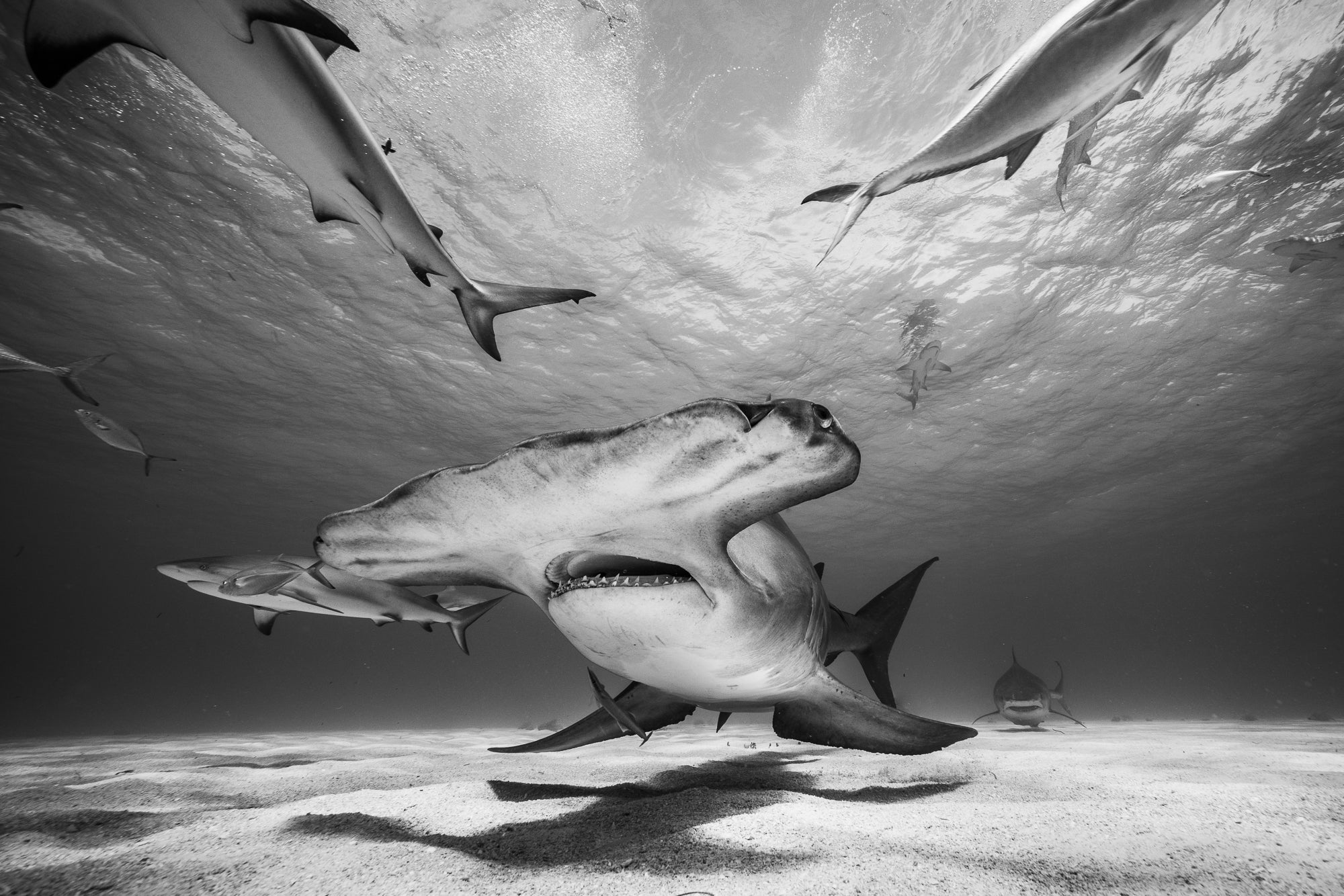 paul nicklen sony