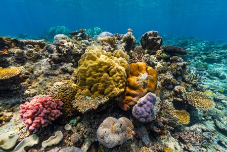 https://alphauniverseglobal.media.zestyio.com/Alpha-Universe-Stan-Moniz-Fiji-1.jpg?height=300&fit=bounds
