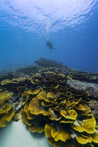 https://alphauniverseglobal.media.zestyio.com/Alpha-Universe-Stan-Moniz-Fiji-2.jpg?height=300&fit=bounds