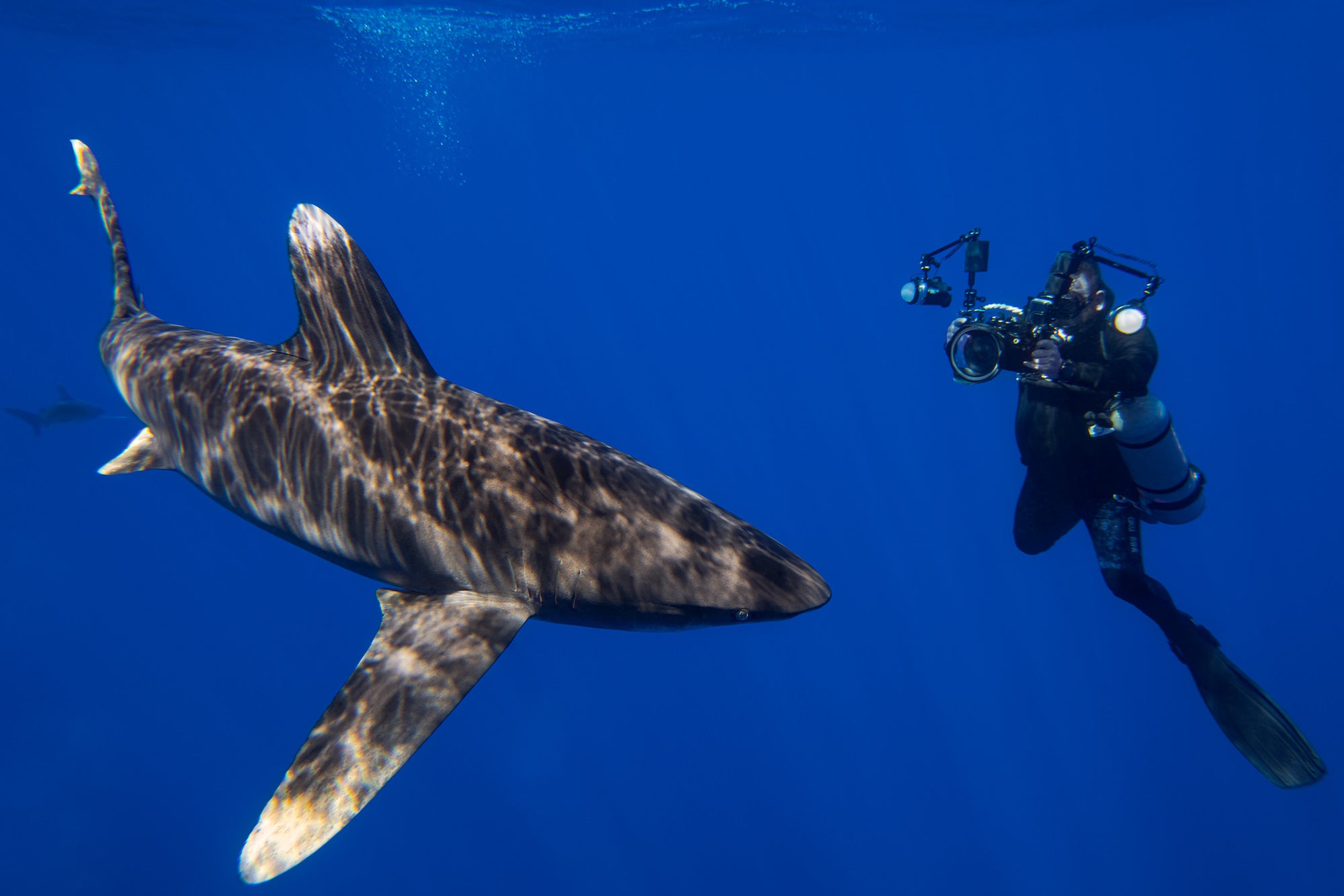 Alpha-Universe-Stan-Moniz-Oceanic-Whitetip-Sharks-2.jpg