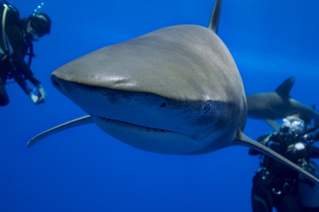 https://alphauniverseglobal.media.zestyio.com/Alpha-Universe-Stan-Moniz-Oceanic-Whitetip-Sharks-4.jpg?height=300&fit=bounds