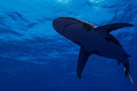 https://alphauniverseglobal.media.zestyio.com/Alpha-Universe-Stan-Moniz-Oceanic-Whitetip-Sharks-5.jpg?height=300&fit=bounds