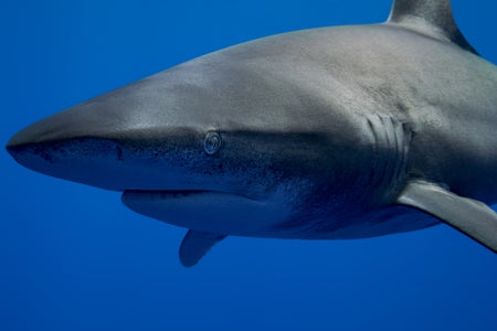 https://alphauniverseglobal.media.zestyio.com/Alpha-Universe-Stan-Moniz-Oceanic-Whitetip-Sharks-6.jpg?height=300&fit=bounds