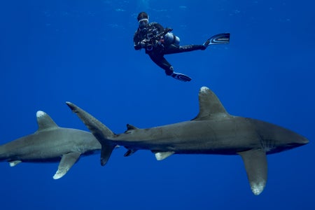 https://alphauniverseglobal.media.zestyio.com/Alpha-Universe-Stan-Moniz-Oceanic-Whitetip-Sharks-7.jpg?height=300&fit=bounds