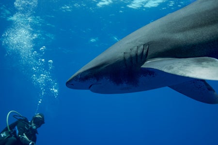 https://alphauniverseglobal.media.zestyio.com/Alpha-Universe-Stan-Moniz-Oceanic-Whitetip-Sharks-8.jpg?height=300&fit=bounds