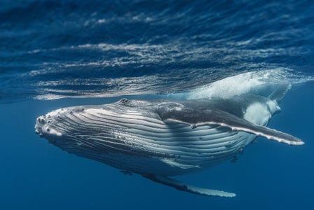 https://alphauniverseglobal.media.zestyio.com/Alpha-Universe-Stan-Moniz-Tonga-1.jpg?height=300&fit=bounds