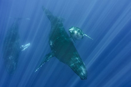 https://alphauniverseglobal.media.zestyio.com/Alpha-Universe-Stan-Moniz-Tonga-2.jpg?height=300&fit=bounds