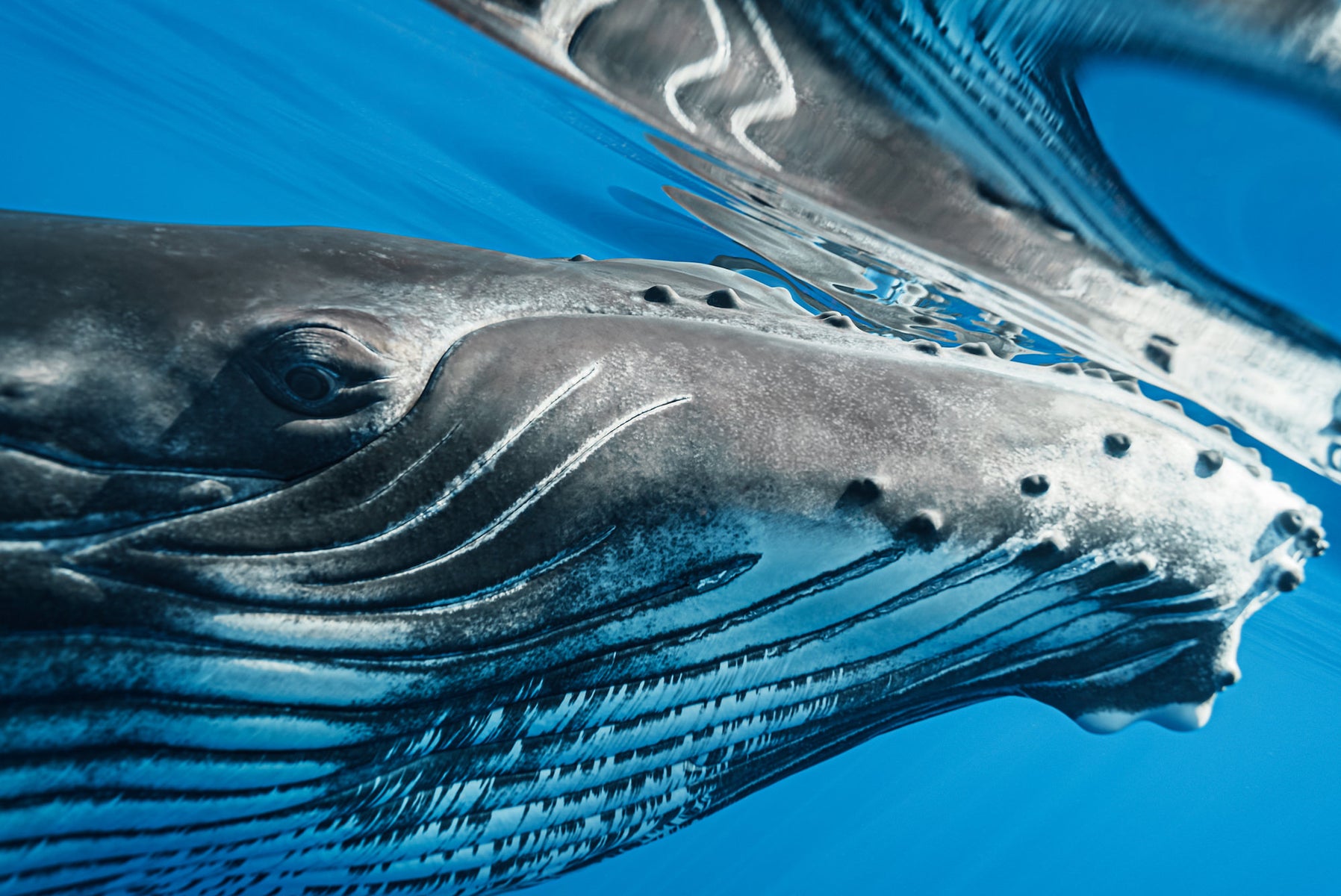 https://alphauniverseglobal.media.zestyio.com/Alpha-Universe-Stan-Moniz-Tonga-4.jpg?height=1200&fit=bounds
