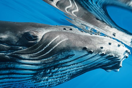 https://alphauniverseglobal.media.zestyio.com/Alpha-Universe-Stan-Moniz-Tonga-4.jpg?height=300&fit=bounds