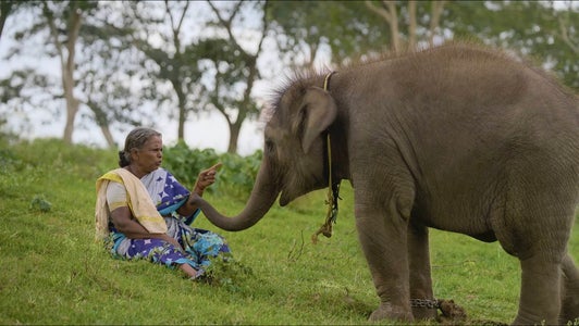 Meet the couple who is the inspiration behind The Elephant Whispers