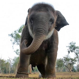 https://alphauniverseglobal.media.zestyio.com/Alpha-Universe-The-Elephant-Whisperers-Kartiki-Gonsalves-3.jpg?height=300&fit=bounds