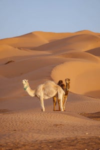 https://alphauniverseglobal.media.zestyio.com/Alpha-Universe-Tunisia-Max-Boncina-2.jpg?height=300&fit=bounds
