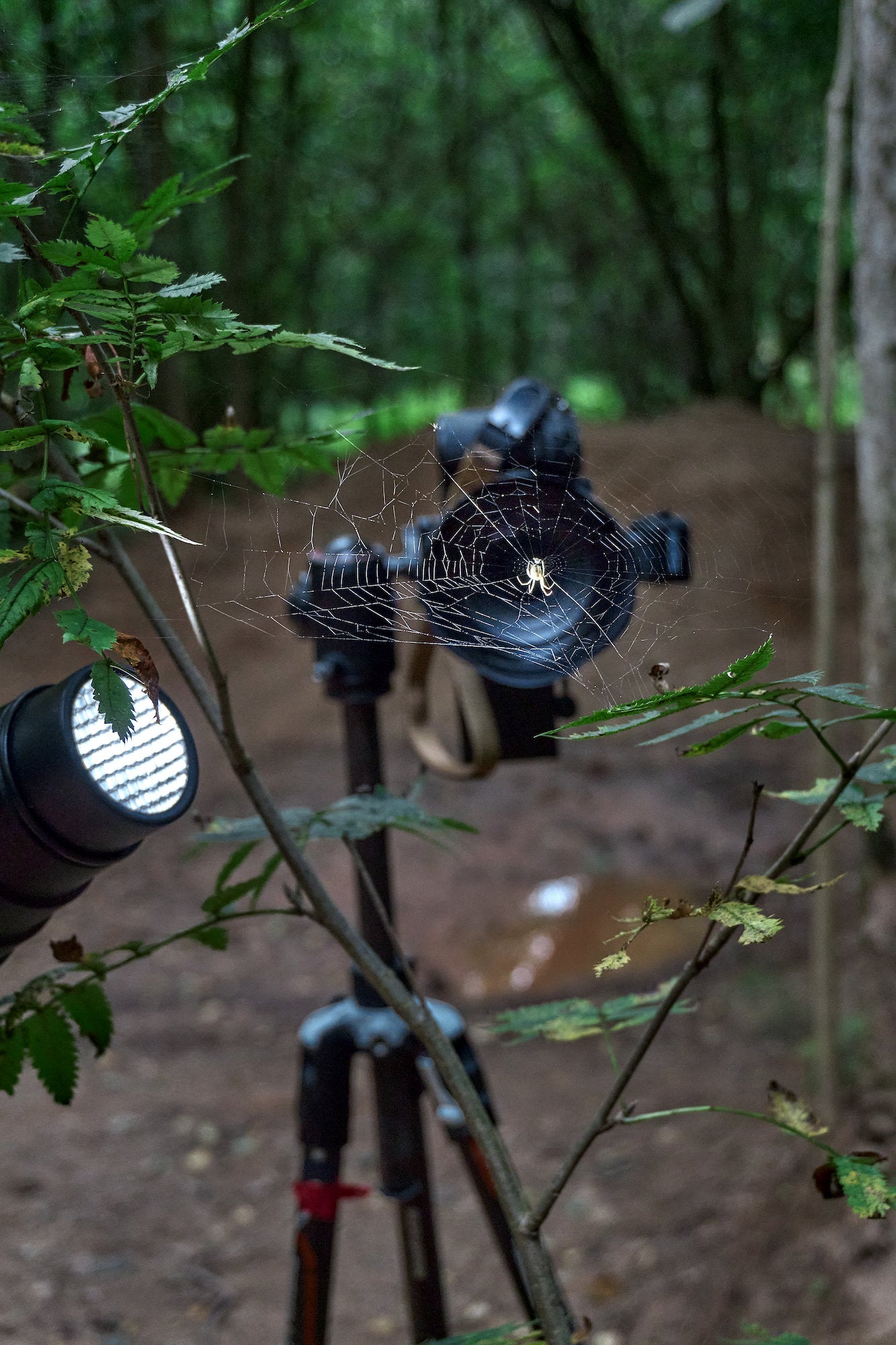 Spider web in the forest