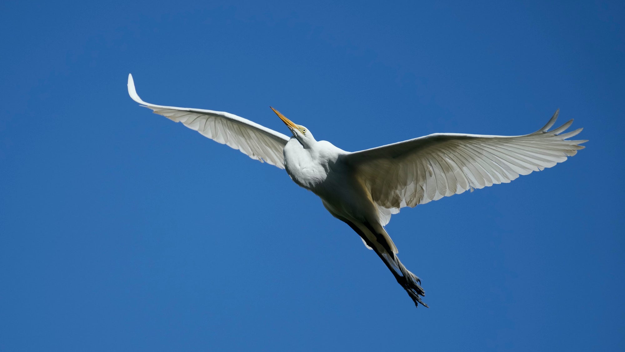 thumbnail image for the event