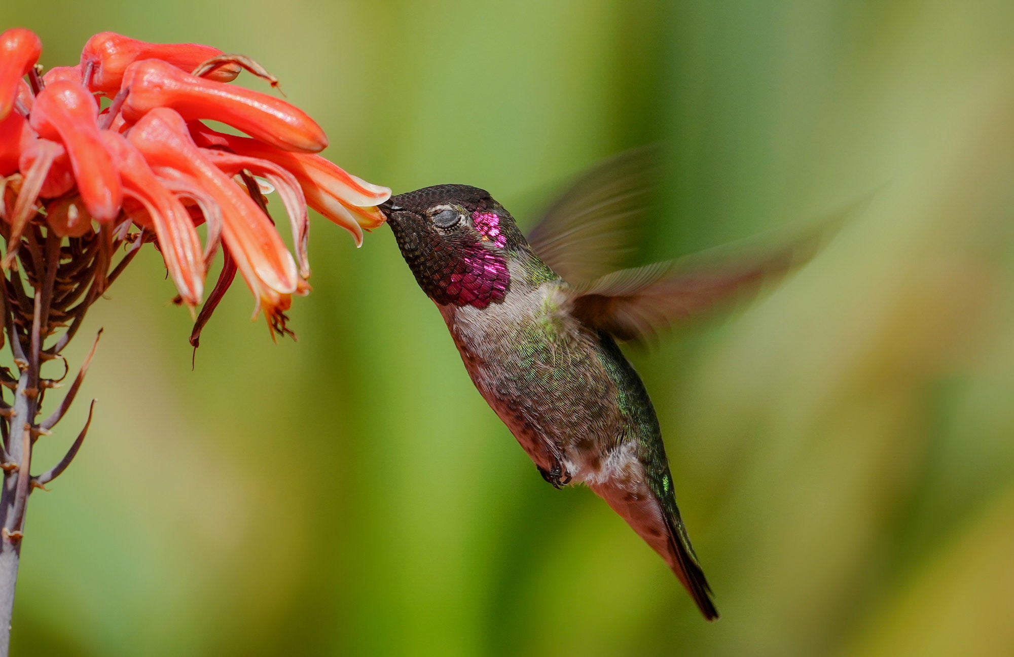 Photo by Alex Phan. Sony Alpha 1. Sony 300mm f/2.8 G Master + 2x TC. 1/500-sec., f/9, ISO 320