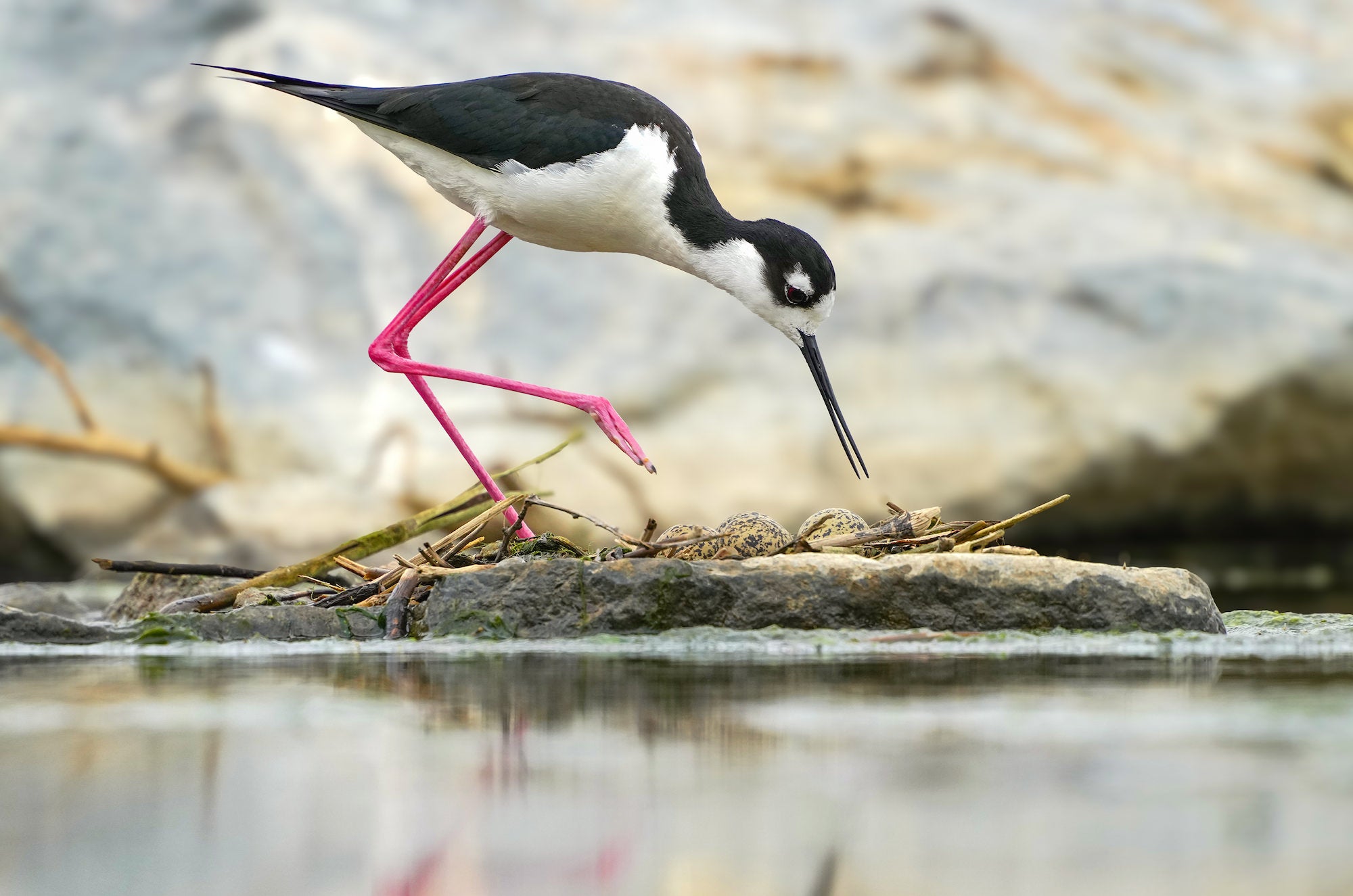 Photo by Alex Phan. Sony Alpha 1. Sony 300mm f/2.8 G Master + 2x TC. 1/640-sec., f/5.6, ISO 640