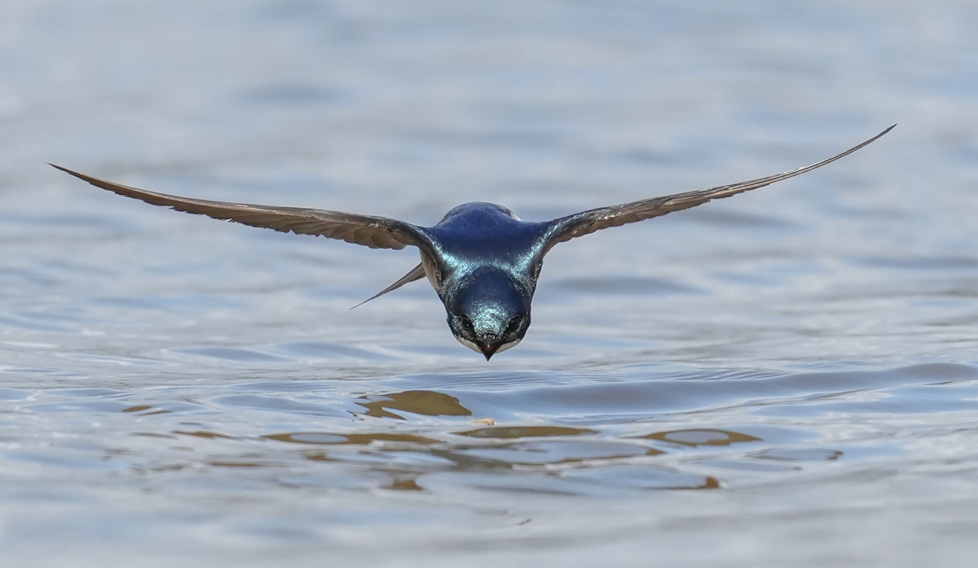 Photo by Alex Phan. Sony Alpha 1. Sony 300mm f/2.8 G Master. 1/2000-sec., f/4.5, ISO 500