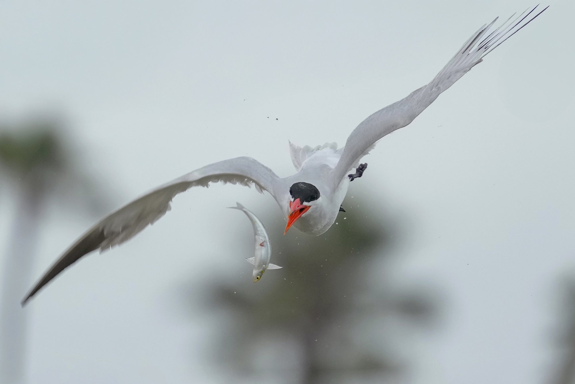 Photo by Alex Phan. Sony Alpha 1 II. Sony 300mm f/2.8 G Master + 2x TC. 1/1000-sec., f/5.6, ISO 800