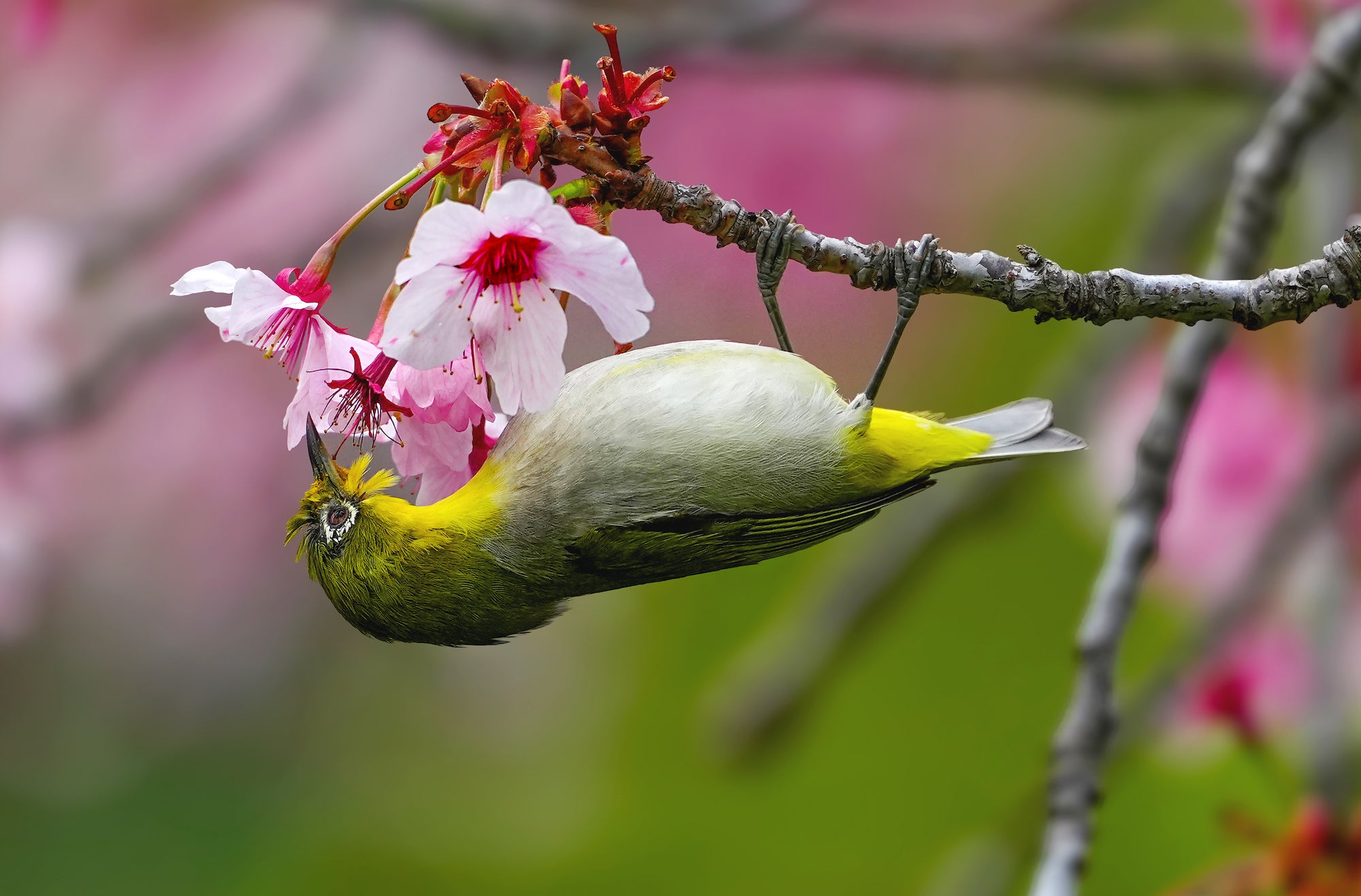 What's In My Bag: A Single Camera & Lens Kit For Fast-Action Bird