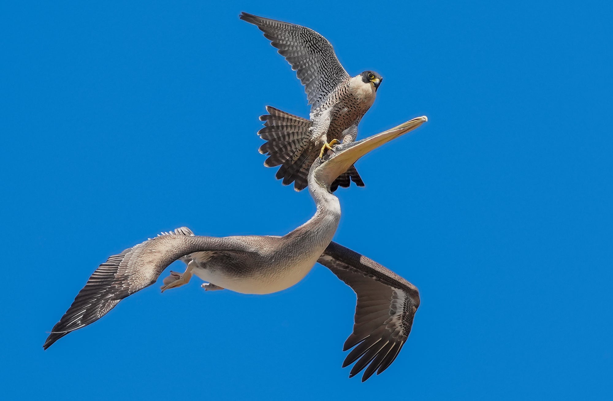 Photo by Alex Phan. Sony Alpha 1. Sony 300mm f/2.8 G Master + 1.4x TC. 1/2500-sec., f/4.5, ISO 640