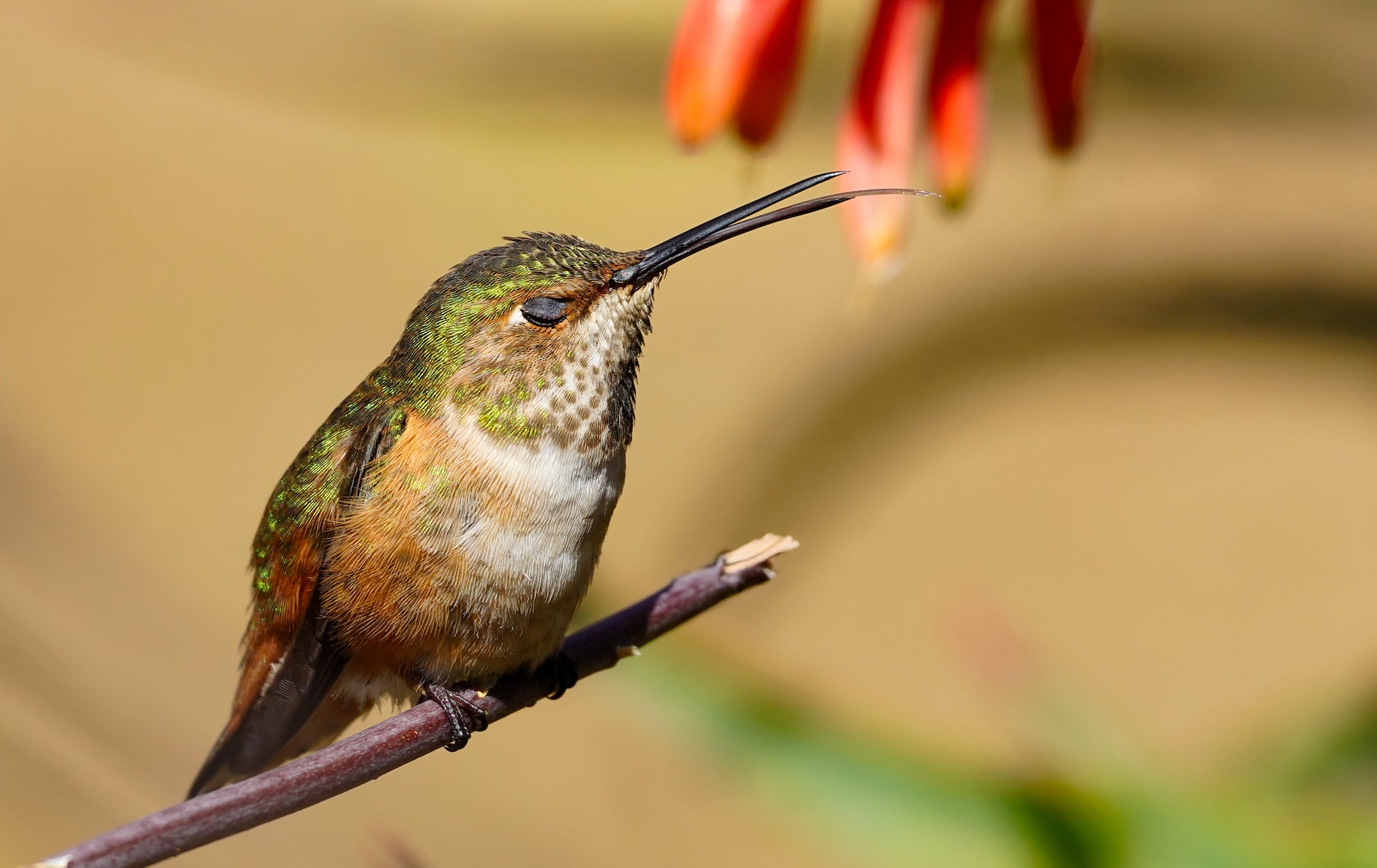What's In My Bag: A Single Camera & Lens Kit For Fast-Action Bird