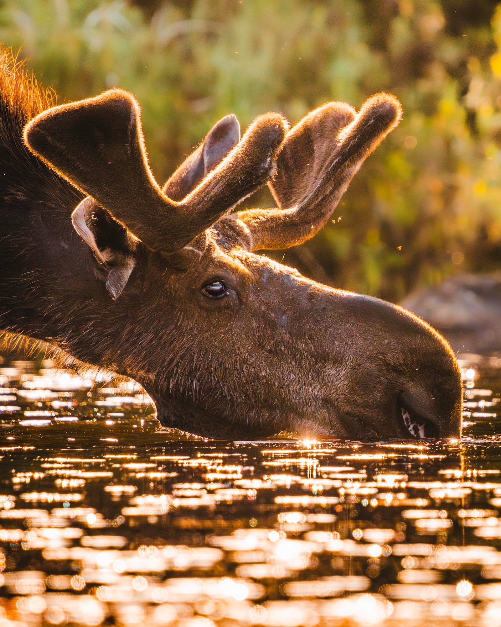 Photo by Alex Briere. Sony Alpha 7R V. Sony 200-600mm f/5.6-6.3 G. 1/2500-sec., f/6.3, ISO 1250