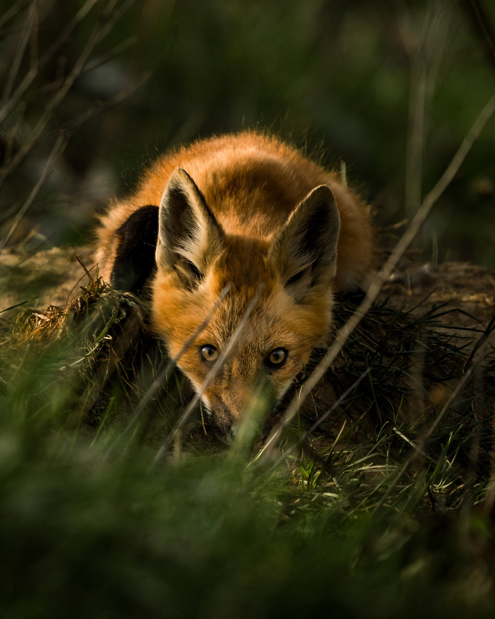 Photo by Alex Briere. Sony Alpha 7R III. Sony 200-600mm f/5.6-6.3 G. 1/800-sec., f/6.3, ISO 640