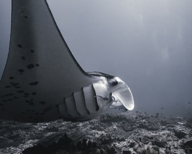 https://alphauniverseglobal.media.zestyio.com/Alpha-Universe-WIMB-Alexandra-Paradis-6.jpg?height=300&fit=bounds