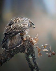 https://alphauniverseglobal.media.zestyio.com/Alpha-Universe-WIMB-Alexandra-Surkova-buzzard.jpg?height=300&fit=bounds