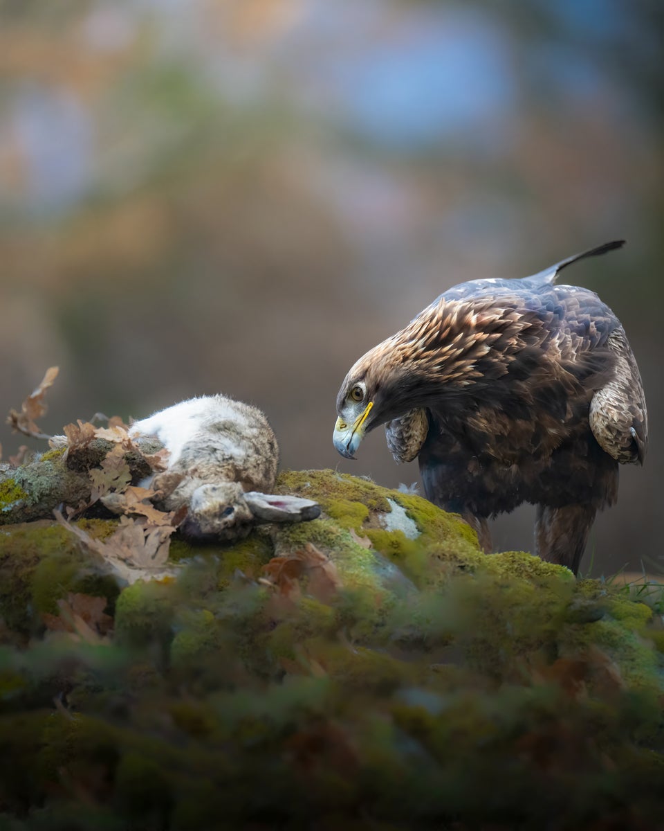 https://alphauniverseglobal.media.zestyio.com/Alpha-Universe-WIMB-Alexandra-Surkova-eagle-rabbit.jpg?height=1200&fit=bounds