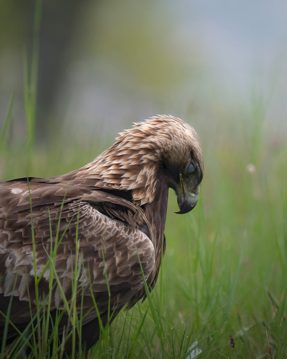 https://alphauniverseglobal.media.zestyio.com/Alpha-Universe-WIMB-Alexandra-Surkova-eagle.jpg?height=1200&fit=bounds