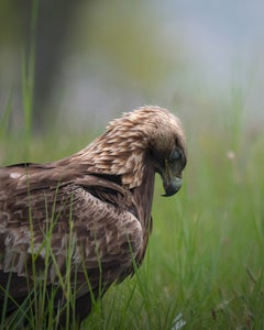 https://alphauniverseglobal.media.zestyio.com/Alpha-Universe-WIMB-Alexandra-Surkova-eagle.jpg?height=300&fit=bounds