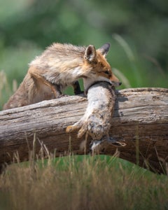 https://alphauniverseglobal.media.zestyio.com/Alpha-Universe-WIMB-Alexandra-Surkova-fox-rabbit.jpg?height=300&fit=bounds