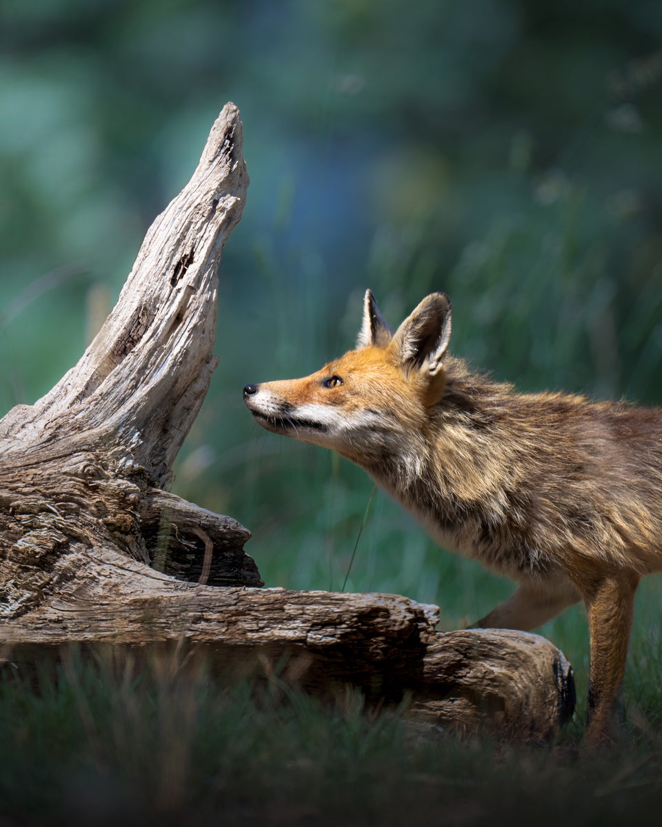 https://alphauniverseglobal.media.zestyio.com/Alpha-Universe-WIMB-Alexandra-Surkova-fox.jpg?height=1200&fit=bounds