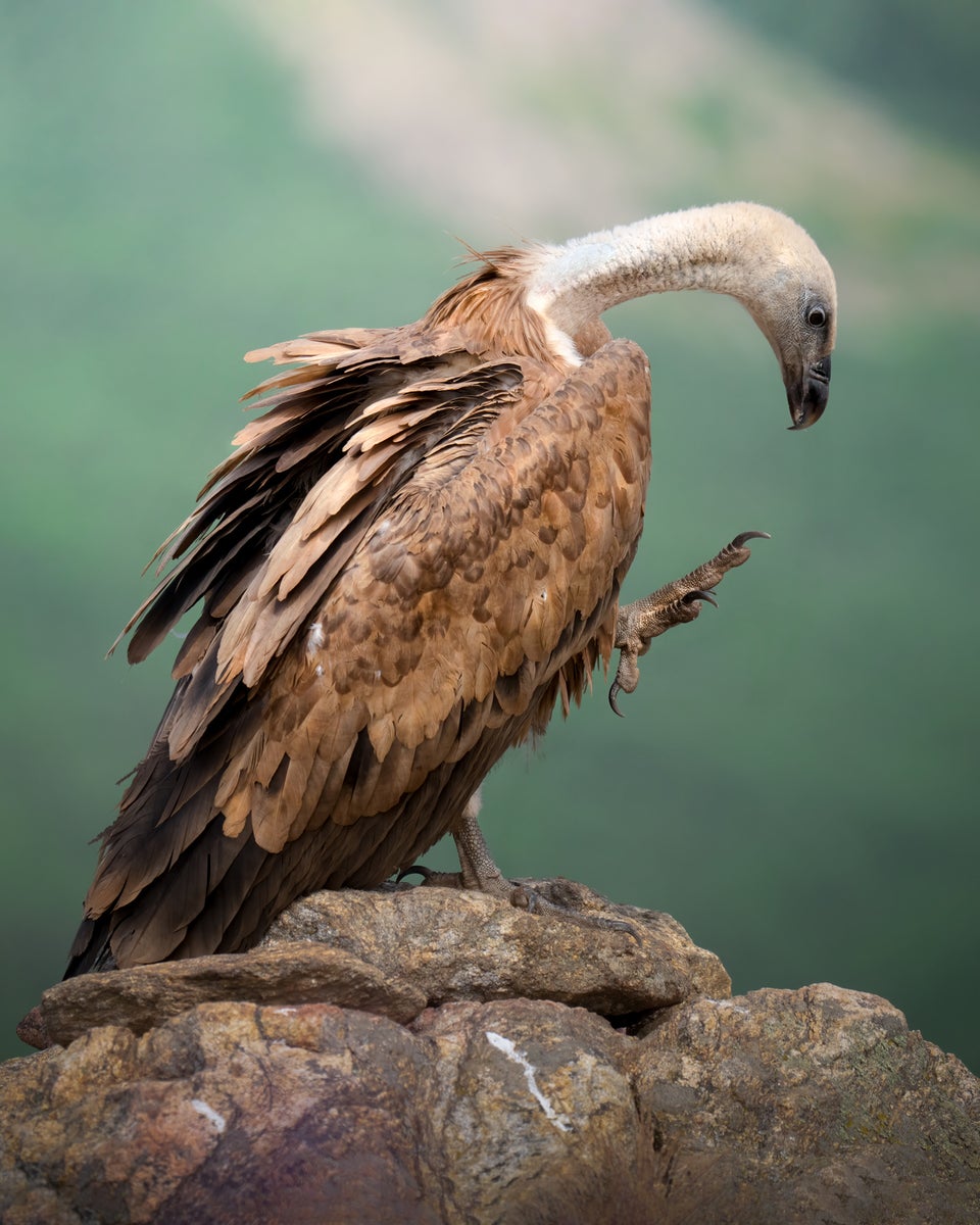 https://alphauniverseglobal.media.zestyio.com/Alpha-Universe-WIMB-Alexandra-Surkova-griffon-vulture.jpg?height=1200&fit=bounds