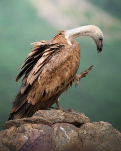 https://alphauniverseglobal.media.zestyio.com/Alpha-Universe-WIMB-Alexandra-Surkova-griffon-vulture.jpg?height=300&fit=bounds