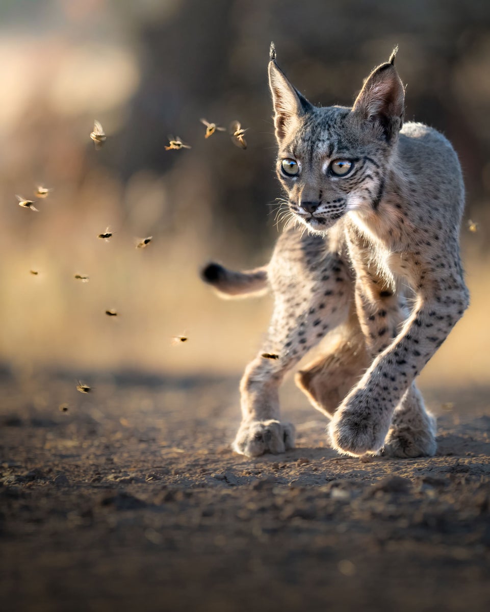 https://alphauniverseglobal.media.zestyio.com/Alpha-Universe-WIMB-Alexandra-Surkova-lynx-cub-flies.jpg?height=1200&fit=bounds