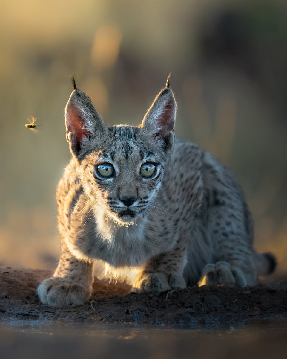 https://alphauniverseglobal.media.zestyio.com/Alpha-Universe-WIMB-Alexandra-Surkova-lynx-cub.jpg?height=1200&fit=bounds