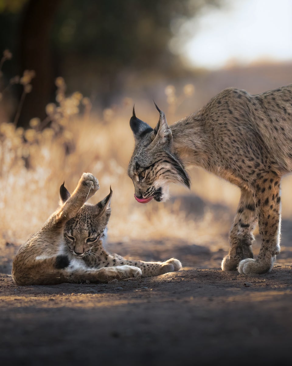 https://alphauniverseglobal.media.zestyio.com/Alpha-Universe-WIMB-Alexandra-Surkova-lynx-mum-cub.jpg?height=1200&fit=bounds