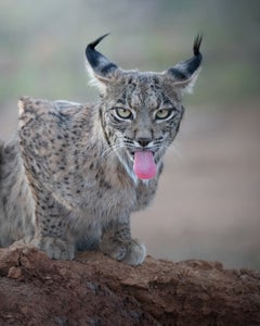 https://alphauniverseglobal.media.zestyio.com/Alpha-Universe-WIMB-Alexandra-Surkova-lynx-tongue.jpg?height=300&fit=bounds