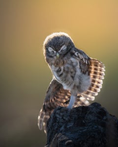 https://alphauniverseglobal.media.zestyio.com/Alpha-Universe-WIMB-Alexandra-Surkova-owl.jpg?height=300&fit=bounds