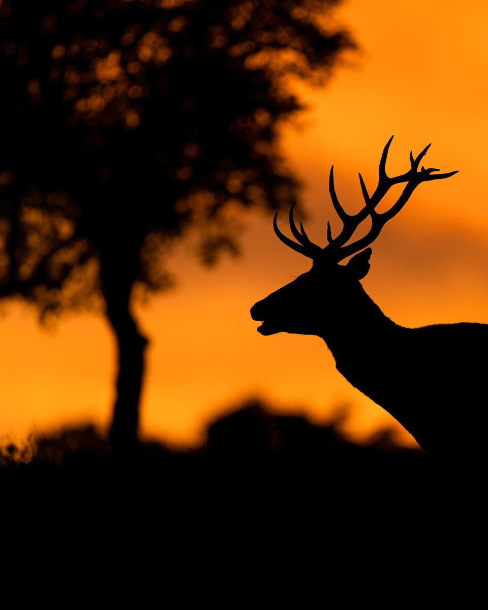 https://alphauniverseglobal.media.zestyio.com/Alpha-Universe-WIMB-Alexandra-Surkova-red-deer2.jpg?height=1200&fit=bounds