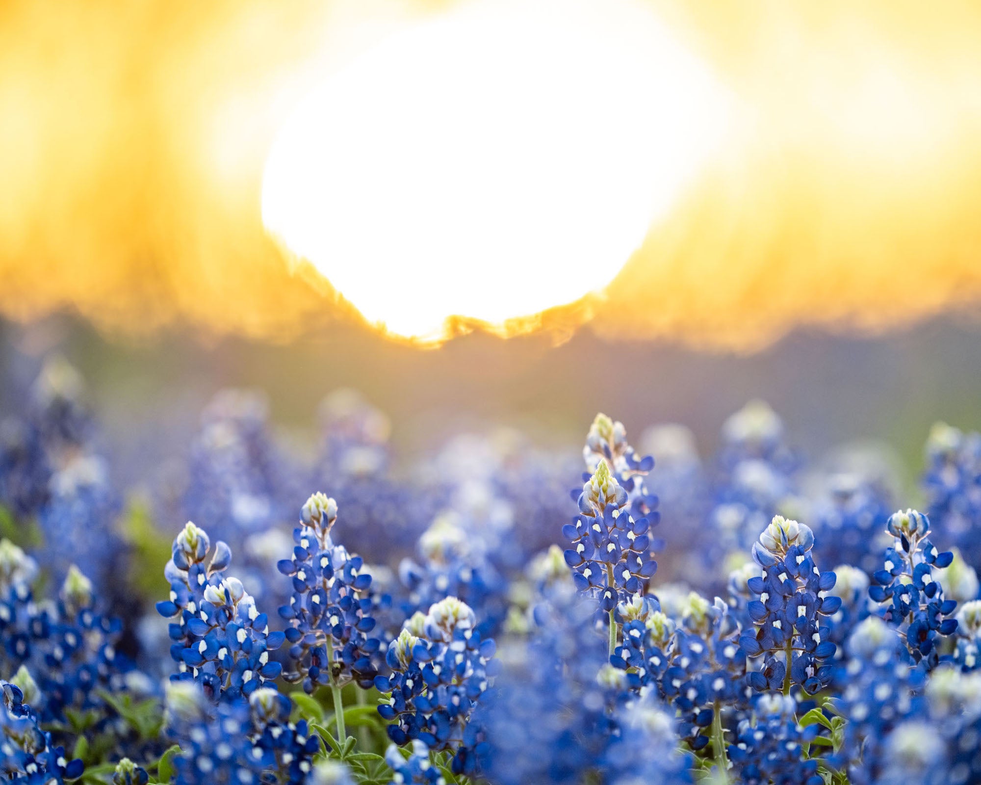 Alpha-Universe-WIMB-Andy-Luten-bluebonnet-sunrise-2.jpg