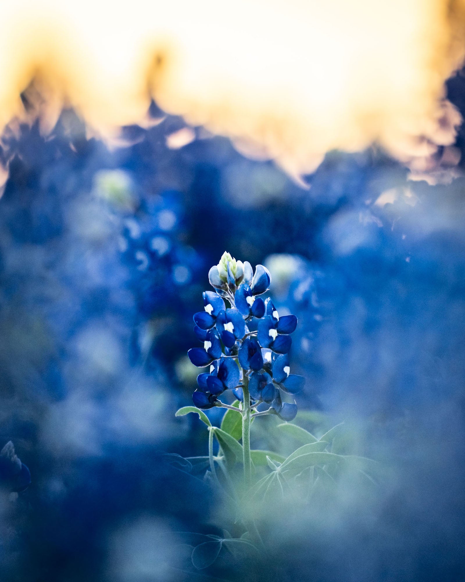 Alpha-Universe-WIMB-Andy-Luten-bluebonnet-sunrise-vertical-1.jpg