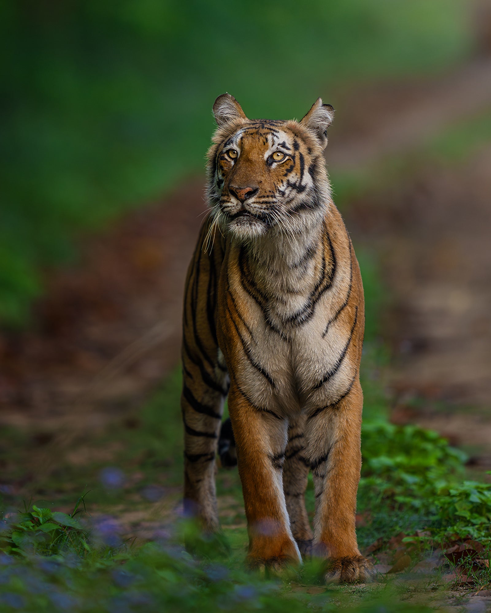 Photo by Anupam Thombre. Sony Alpha 1. Sony 400mm f/2.8 G Master.