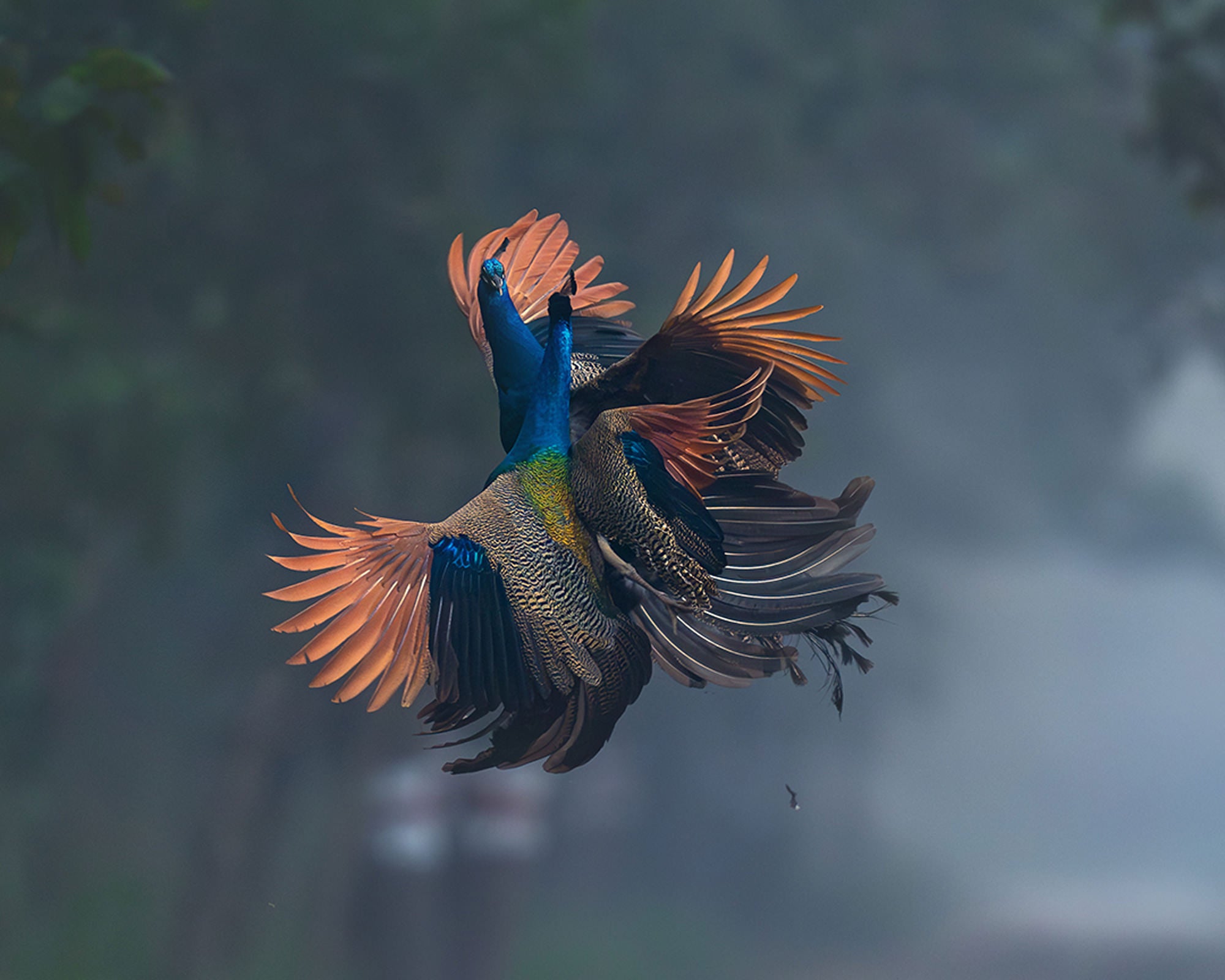 Photo by Anupam Thombre. Sony Alpha 9 III. Sony 400mm f/2.8 G Master.