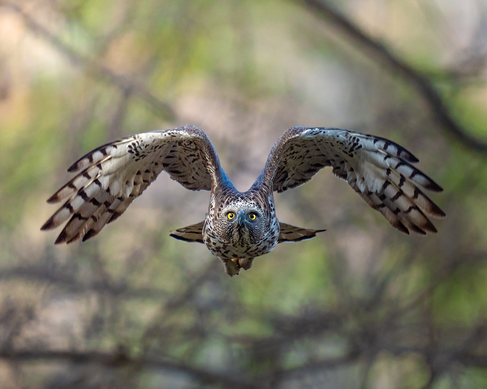 Photo by Anupam Thombre. Sony Alpha 9 III. Sony 400mm f/2.8 G Master.