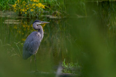 https://alphauniverseglobal.media.zestyio.com/Alpha-Universe-WIMB-April-Stampe-Blueheron.jpg?height=300&fit=bounds